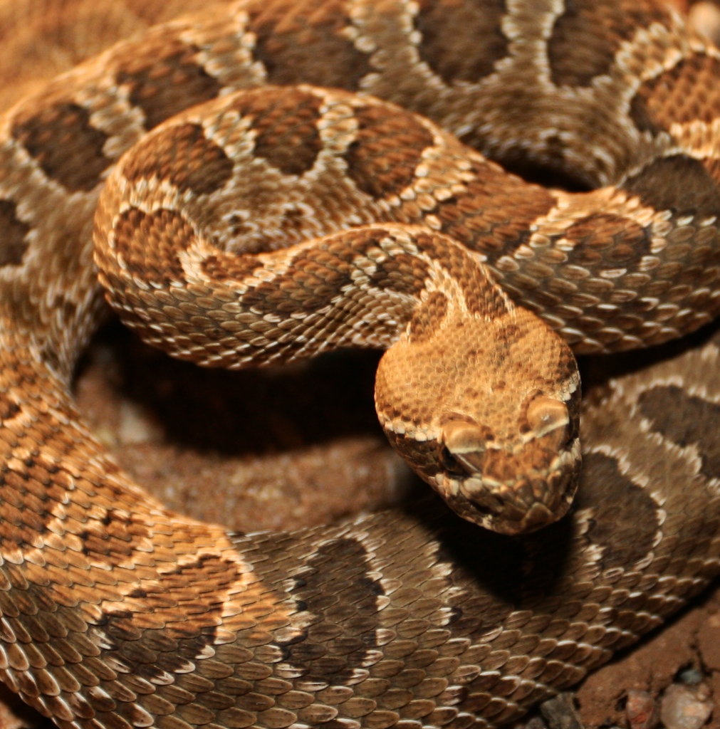 venomous-creatures-in-new-mexico-nmpoisoncenter-unm-edu-the