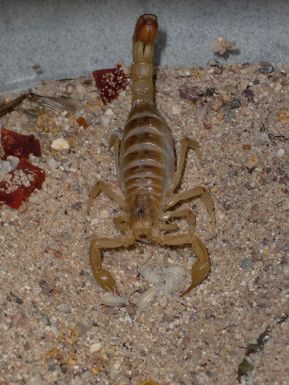 Venomous Creatures In New Mexico Nmpoisoncenter Unm Edu